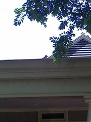 Sciurus carolinensis
