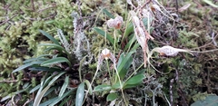 Masdevallia picturata