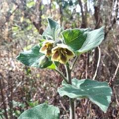 Physalis coztomatl