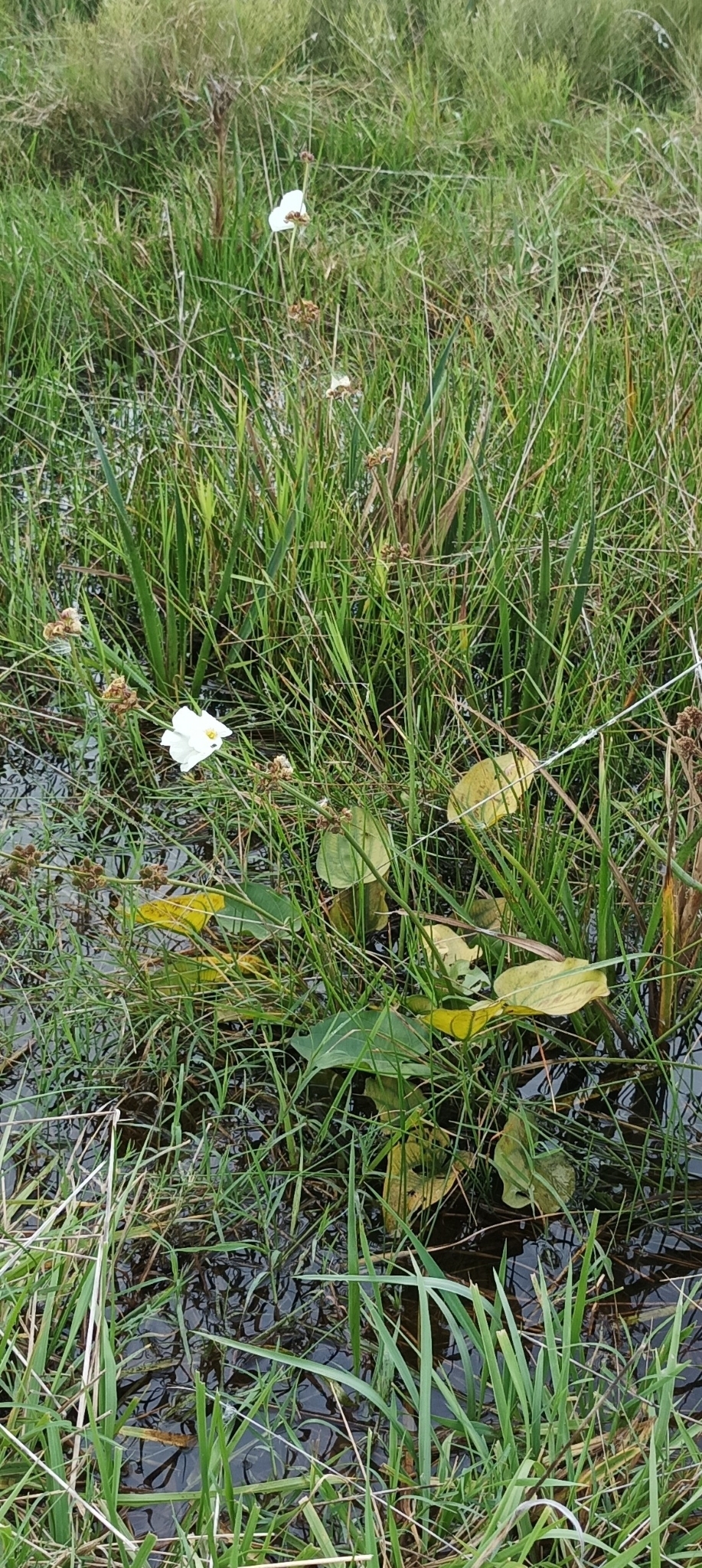 Imagem de Amazônia