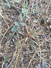 Claytonia parviflora