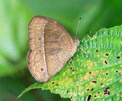 Mycalesis francisca