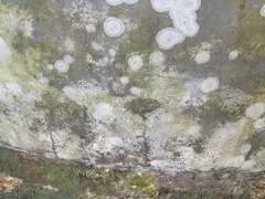 Xanthoparmelia mougeotina