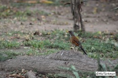 Turdus rufopalliatus