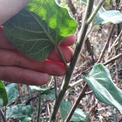 Physalis coztomatl