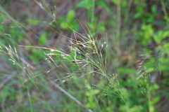 Piptochaetium avenaceum