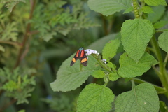 Cyanopepla submacula borealis