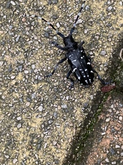 Anoplophora chinensis