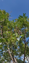 Simarouba
