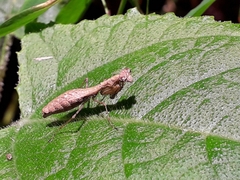Bantia