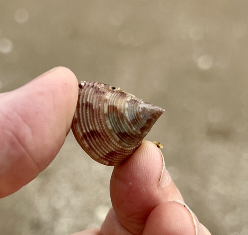 Calliostoma granulatum