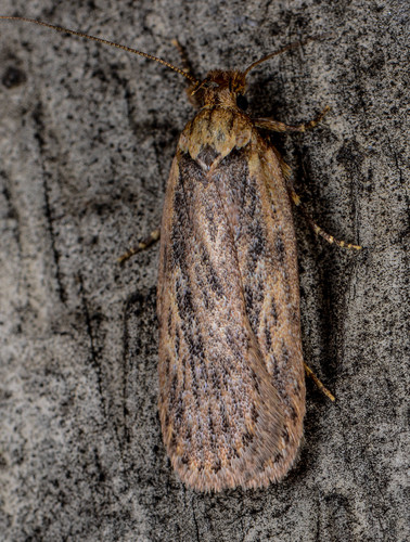 Parsnip Webworm photo 3