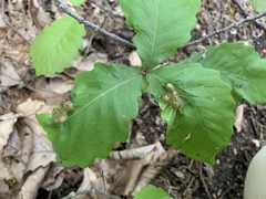 Neuroterus quercusirregularis