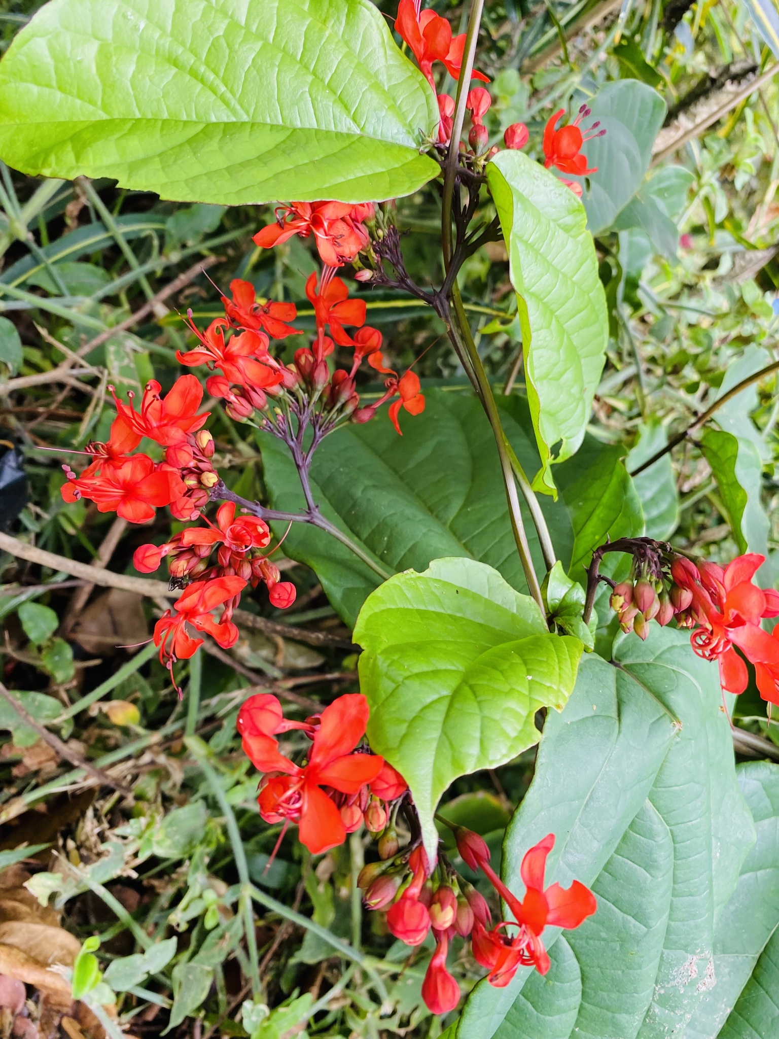 Imagem de Florzinha-de-fogo