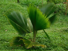 Pritchardia pacifica