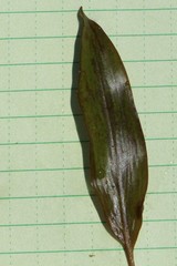 Potamogeton nodosus