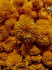 Chrysanthellum