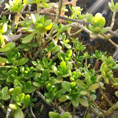 Sedum confusum