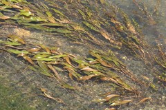 Potamogeton nodosus