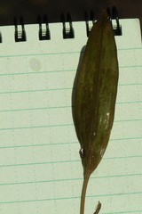 Potamogeton nodosus