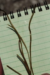 Potamogeton nodosus