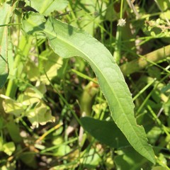 Rumex crispus