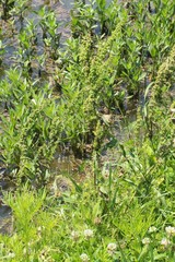 Rumex crispus