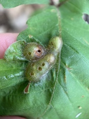 Neuroterus quercusirregularis