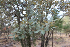 Quercus sideroxyla