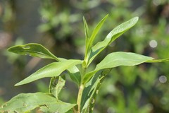Angiospermae