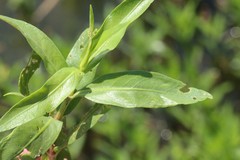 Angiospermae