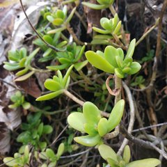 Sedum confusum