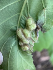 Neuroterus quercusirregularis