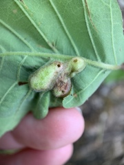 Neuroterus quercusirregularis