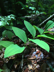 Polygonatum