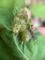 Neuroterus quercusirregularis