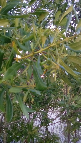 Morella cerifera image
