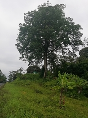 Sterculia apetala