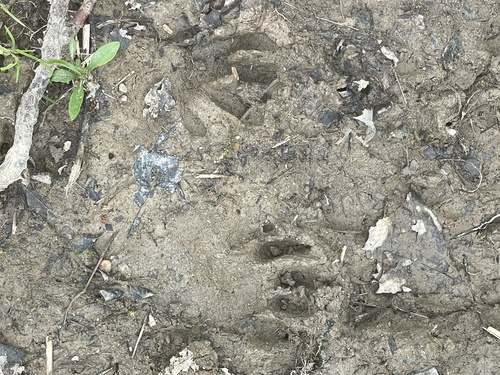 Raccoon Tracks – NatureTracking