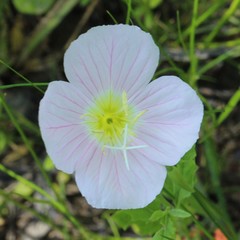 Oenothera speciosa