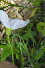 Oenothera speciosa