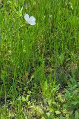 Oenothera speciosa