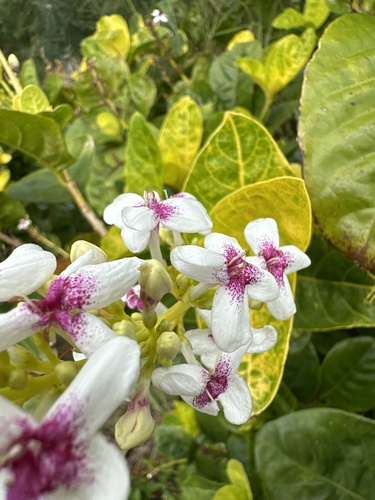 Pseuderanthemum maculatum observed 2024-04-28