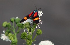 Cyanopepla submacula borealis