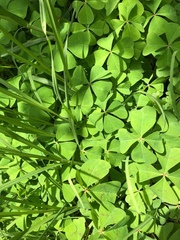 Oxalis tetraphylla