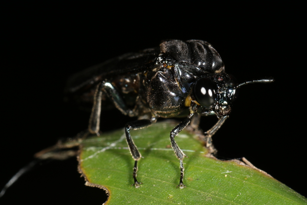 Pachylosticta violacea