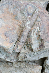 Lycopodiales