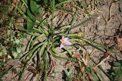 Romulea rosea australis