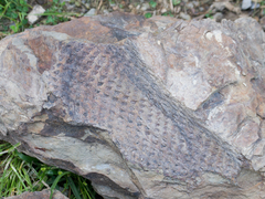 Lycopodiales