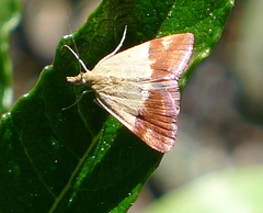 Pyrausta semirubralis